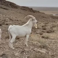 بز سانن اصل