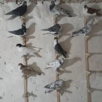 رنگع