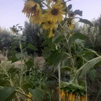 فروش باغ وزمین مزروعی|فروش زمین و ملک کلنگی|اشترینان, |دیوار