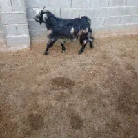 فروش دوعدد  کهره نرماده