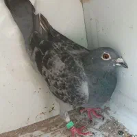 کفتر.کبوتر.ماده مسافتی|پرنده|فسا, |دیوار
