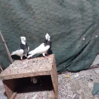 کبوتر طوقی