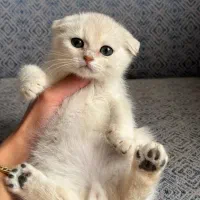 بچه گربه دارای بازدید حضوری در شیراز|گربه|شیراز, تندگویان|دیوار