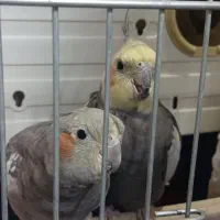 یک عدد عروس هلندی نر گمشده
