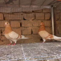 کبوتر پرشی کاشان  و یکجفت سفید آلمانی