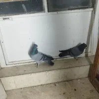 فیروزه ای دمگیر