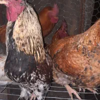 خروس بزرگ جهت قربانی