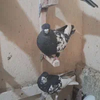 کبوتر|پرنده|شیراز, شهرک مهدی‌آباد|دیوار