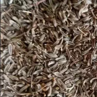 زیره سیاه کوهی تازه