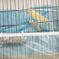 قناری نر لیمویی وپرتقالی