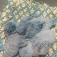 راهب سرلاکی