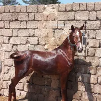 کره اسب مادیان
