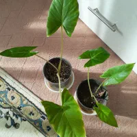 گل طبیعی خانگی|گل و گیاه طبیعی|ارومیه, |دیوار