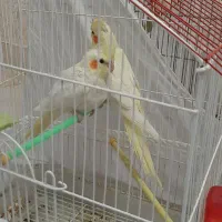 عروس هلندی لوتینو|پرنده|گلپایگان, |دیوار