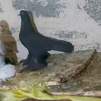 قره  نر نژاد اویناخ اهر