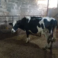 گاوشیری|حیوانات مزرعه|مهربان, |دیوار