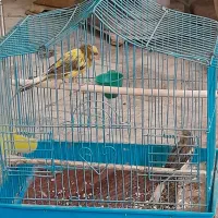 قناری نر ماده با قفس تله