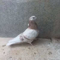 نر هما