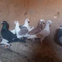 پرنده