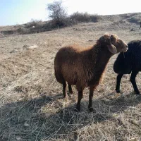 قوچ دامازدغ|حیوانات مزرعه|ثمرین, |دیوار