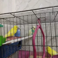 مرغ عشق|پرنده|اهر, |دیوار