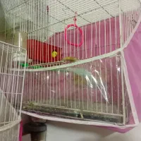 مرغ عشق جفت  ۴۰۰|پرنده|مشهد, شهرک شیرین|دیوار