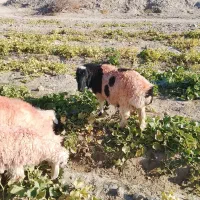 سلام یک بره نر بزرگ بفروش میرسد