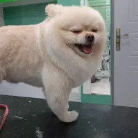 ارایشگر حیوانات، اصلاح سگ و گربه،گرومر