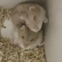 سه عدد همستر|موش و خرگوش|اصفهان, شهرک کوثر|دیوار