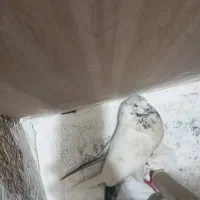 کفتر ذات دار هوایی کل دم سیاه