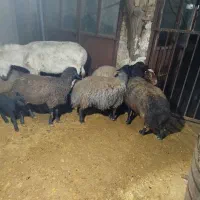 میش وبره|حیوانات مزرعه|اراک, |دیوار