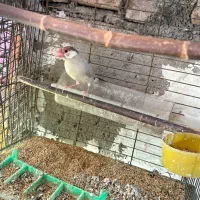 فنچ نرگسی شکلاتی با برزیلی