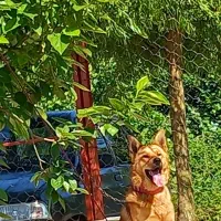 واگذا ری سگ ژرمن میکس