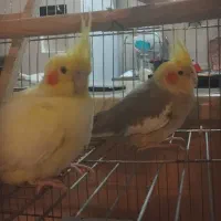 دو عروس هلندی ماده بالغ