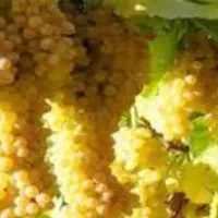 فروش انگور شاهرودی  با کیفیت مناسب درجه 1و2