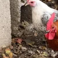 یک نیمچه خروس نیمچه مرغ تعدادی مرغ بالغ