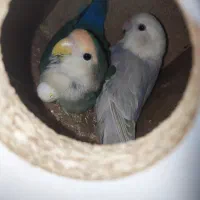 کوتوله برزیلی