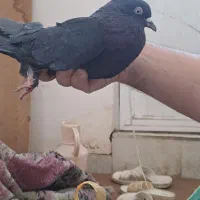 کبوتر طوقی|پرنده|اردبیل, |دیوار