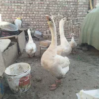 قوغاز|حیوانات مزرعه|زابل, |دیوار