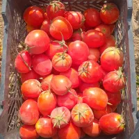 گوجه فرنگی|خوردنی و آشامیدنی|شاهنجرین, |دیوار