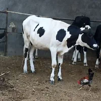 گاو