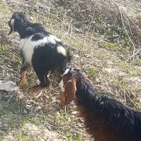 بز قاله ماده