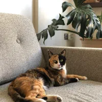 گربه گمشده نامجو|حیوانات|مشهد, شهید بهشتی|دیوار