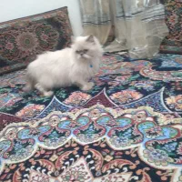 گربه پرشین|گربه|تربت‌حیدریه, کلاته توکلی|دیوار