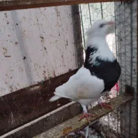 طوقی مشکی نر|پرنده|خرم‌آباد (تنکابن), |دیوار