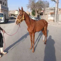 اسب نریان|اسب و تجهیزات اسب‌سواری|اسلام‌شهر, شهرک قائمیه|دیوار