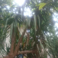 یوکا درختی تنومند|گل و گیاه طبیعی|املش, |دیوار