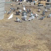 معاوضه کبوتر با پرنده قفسی