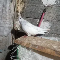 کبوتر  طوس|پرنده|شیرگاه, |دیوار