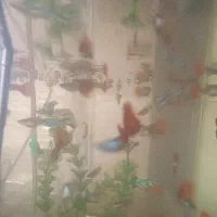 ماهی گوپی|ماهی|سیاهکل, |دیوار